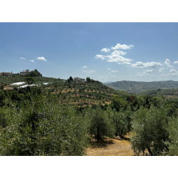 Provence Behind the Scenes: An Olive Story