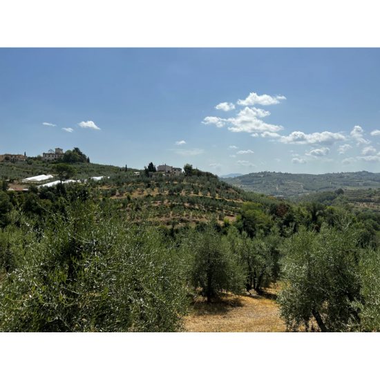 Provence Behind the Scenes: An Olive Story